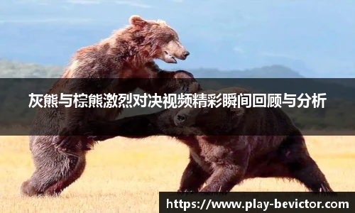 灰熊与棕熊激烈对决视频精彩瞬间回顾与分析